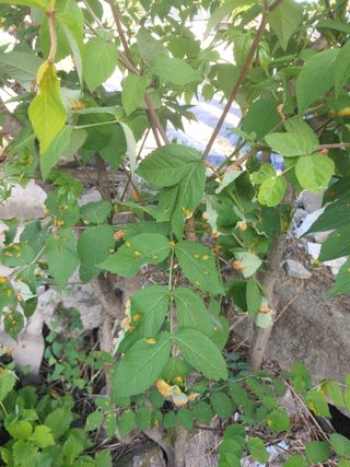 초보농부님의 두릅 · 비료•농약 작성글 사진