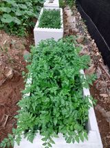 팜모닝 기타작물·자유게시판 게시글 이미지