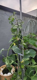 팜모닝 토마토·비료•농약 게시글 이미지