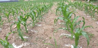 전봉우(채미농원)님의 옥수수 · 자유게시판 작성글 사진