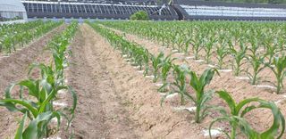 전봉우(채미농원)님의 옥수수 · 자유게시판 작성글 사진