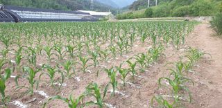 전봉우(채미농원)님의 옥수수 · 자유게시판 작성글 사진