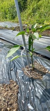 팜모닝 고추·파종•정식 게시글 이미지