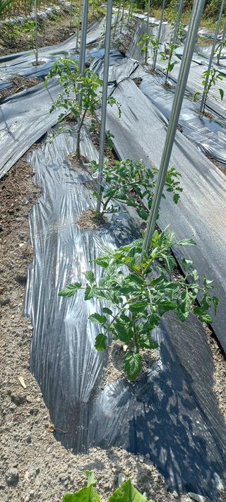 장도리님의 고추 · 파종•정식 작성글 사진