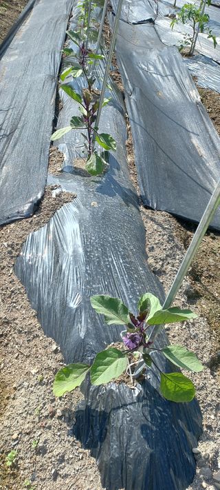 장도리님의 고추 · 파종•정식 작성글 사진