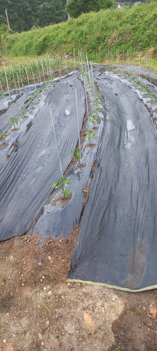 장도리님의 고추 · 파종•정식 작성글 사진