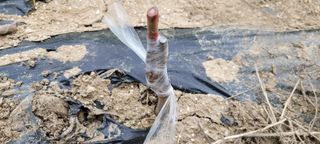 이동훈님의 감 · 자유게시판 작성글 사진