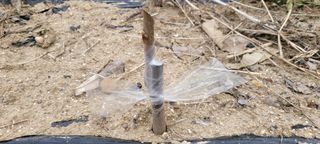 이동훈님의 감 · 자유게시판 작성글 사진