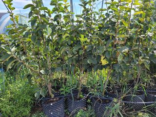 이동훈님의 감 · 자유게시판 작성글 사진