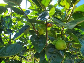 이동훈님의 감 · 자유게시판 작성글 사진