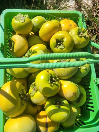 이동훈님의 감 · 자유게시판 작성글 사진