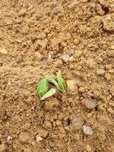 팜모닝 자유주제·자유게시판 게시글 이미지