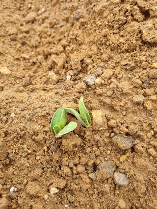 청춘의 푸른꿈님의 자유주제 · 자유게시판 작성글 사진