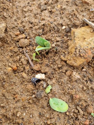 청춘의 푸른꿈님의 자유주제 · 자유게시판 작성글 사진