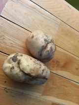 팜모닝 감자·병해충상담 게시글 이미지