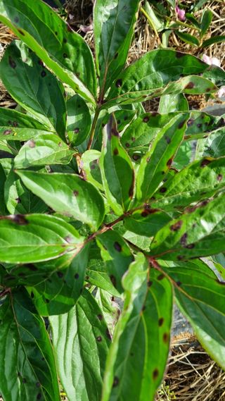 명품농원님의 기타작물 · 병해충상담 작성글 사진