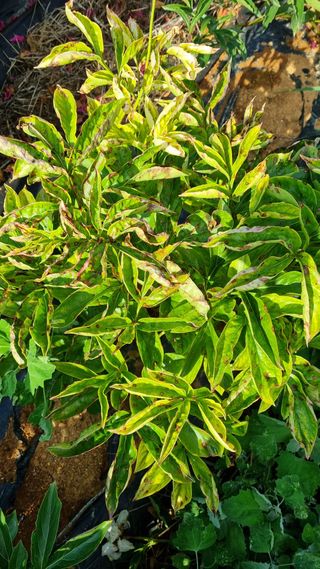 명품농원님의 기타작물 · 병해충상담 작성글 사진