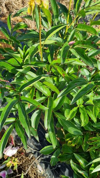 명품농원님의 기타작물 · 병해충상담 작성글 사진