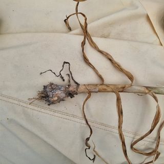 서정혁님의 마늘 · 병해충상담 작성글 사진