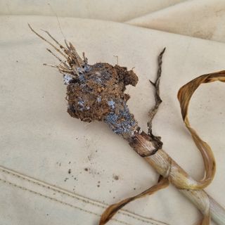 서정혁님의 마늘 · 병해충상담 작성글 사진