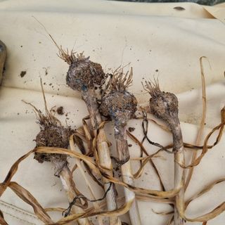 서정혁님의 마늘 · 병해충상담 작성글 사진