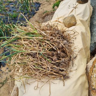 서정혁님의 마늘 · 병해충상담 작성글 사진