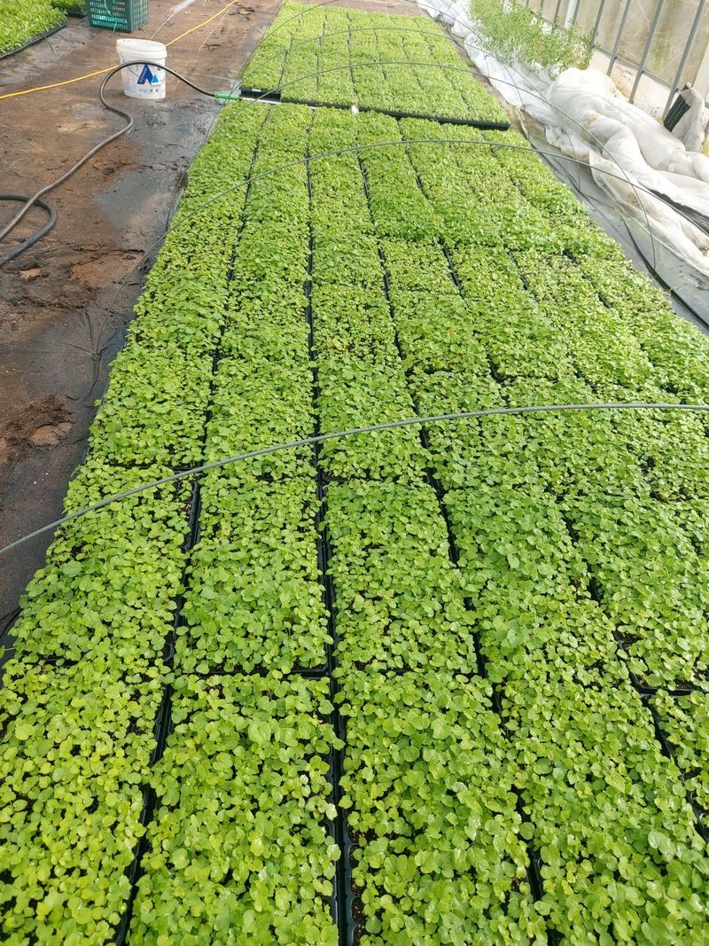 장터 상품 [삽주 땅드릅  산마늘 곰취 잔대 눈개승마] 썸네일