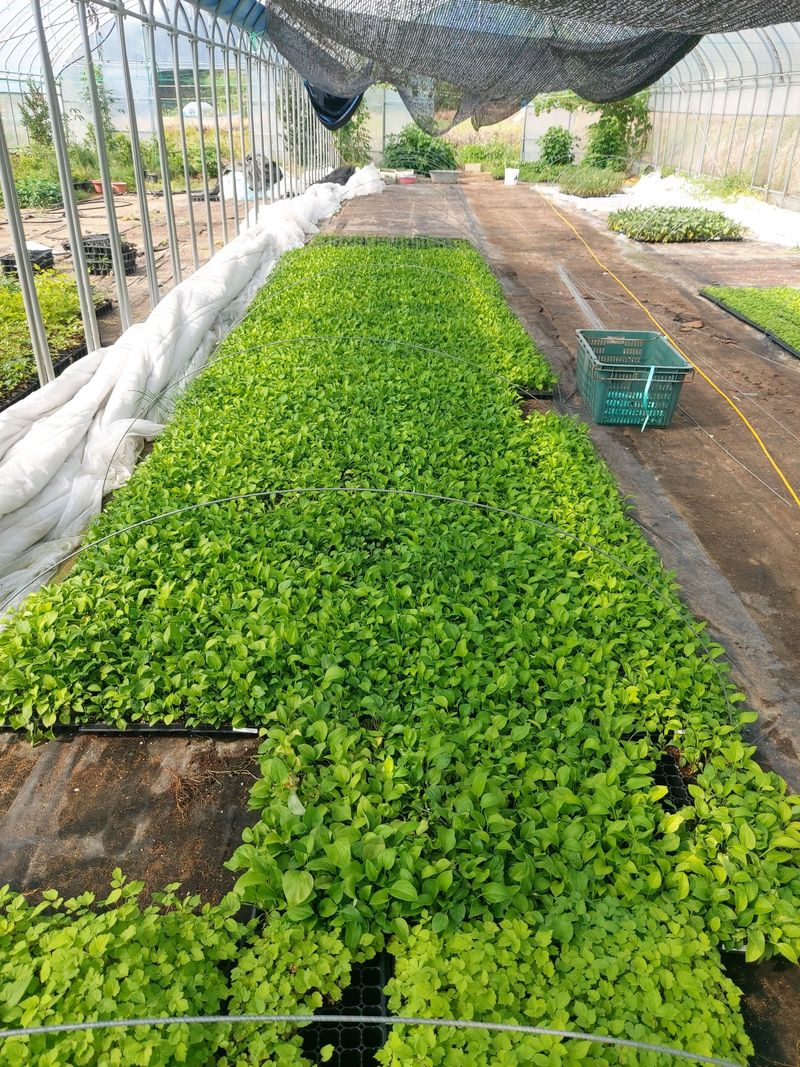 병풍취산채농원님의 장터 판매 상품 [삽주 땅드릅  산마늘 곰취 잔대 눈개승마] 첨부 사진