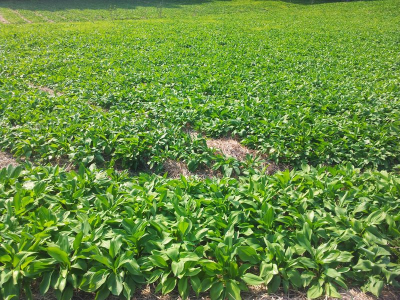 병풍취산채농원님의 장터 판매 상품 [삽주 땅드릅  산마늘 곰취 잔대 눈개승마] 첨부 사진