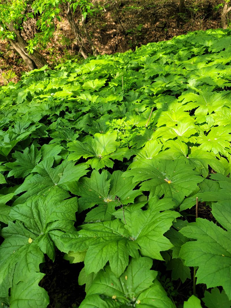 병풍취산채농원님의 장터 판매 상품 [삽주 땅드릅  산마늘 곰취 잔대 눈개승마] 첨부 사진