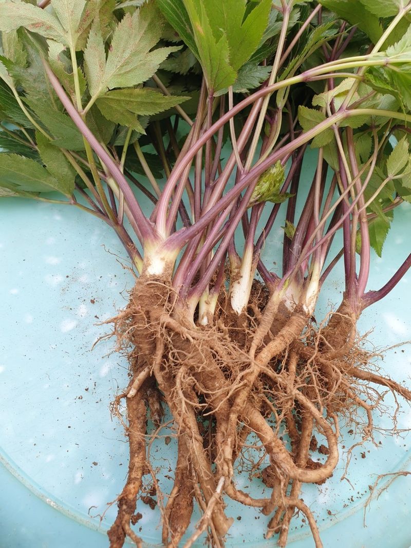 장터 상품 [당귀모종] 썸네일