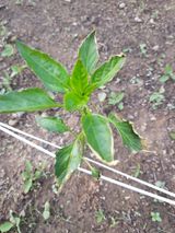 팜모닝 고추·병해충상담 게시글 이미지