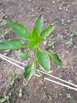 김규원님의 고추 · 병해충상담 작성글 사진