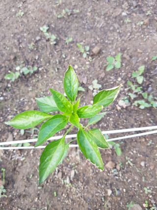 김규원님의 고추 · 병해충상담 작성글 사진