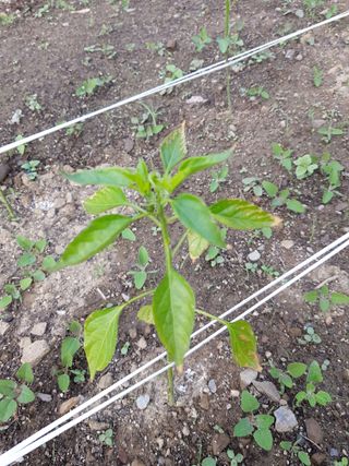 김규원님의 고추 · 병해충상담 작성글 사진