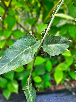 아홍팜님의 자유주제 · 자유게시판 작성글 사진