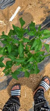 팜모닝 고추·병해충상담 게시글 이미지