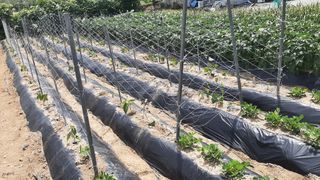 서상기 은퇴농장님의 기타작물 · 자유게시판 작성글 사진