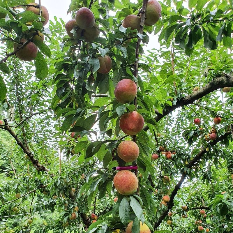 장터 상품 [추희자두 5kg] 썸네일