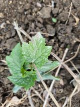 팜모닝 금쪽같은 내 작물 자랑하기·참여 게시글 이미지