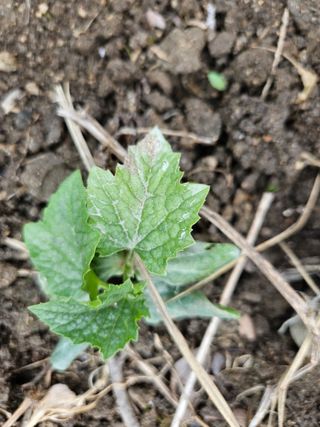 알 수 없음님의 금쪽같은 내 작물 자랑하기 · 참여 작성글 사진