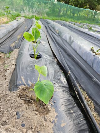 알 수 없음님의 금쪽같은 내 작물 자랑하기 · 참여 작성글 사진