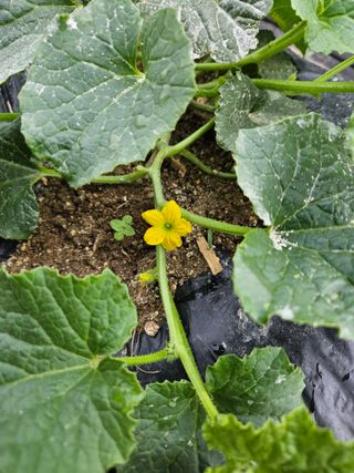 알 수 없음님의 금쪽같은 내 작물 자랑하기 · 참여 작성글 사진