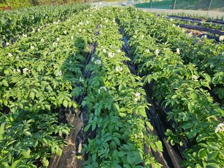 알 수 없음님의 금쪽같은 내 작물 자랑하기 · 참여 작성글 사진