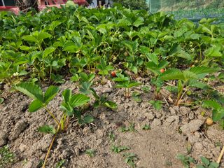 알 수 없음님의 금쪽같은 내 작물 자랑하기 · 참여 작성글 사진