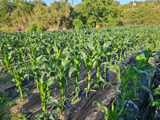 알 수 없음님의 금쪽같은 내 작물 자랑하기 · 참여 작성글 사진