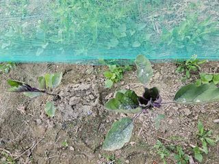 알 수 없음님의 금쪽같은 내 작물 자랑하기 · 참여 작성글 사진