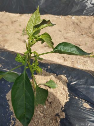 초보농부님의 고추 · 병해충상담 작성글 사진