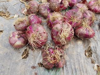 신동수님의 양파 · 자유게시판 작성글 사진