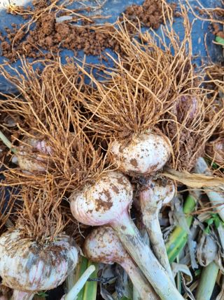 마늘6843님의 마늘 · 마늘 쪽 비대기 작성글 사진